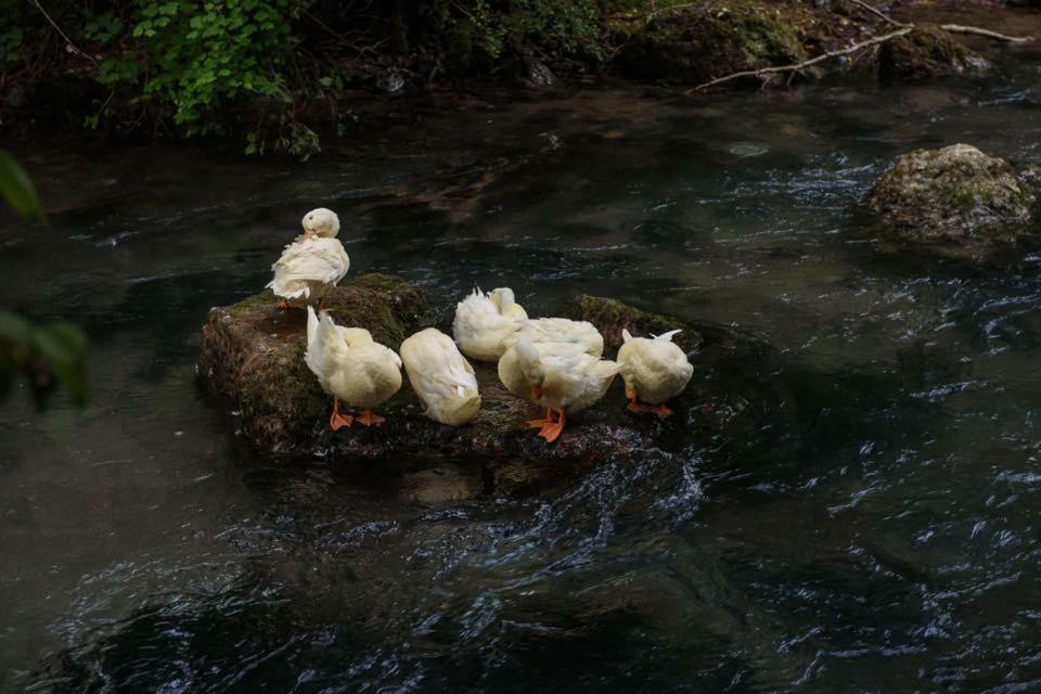 Resort Ujevara E Drinit Peja Kültér fotó